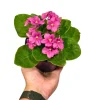 African Violet Live Plant - Magenta Blooming Indoor Flower in 4 Inch Pot - Image 1