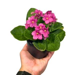 African Violet Live Plant - Magenta Blooming Indoor Flower in 4 Inch Pot - Image 3