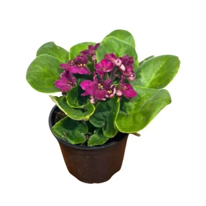 African Violet Live Plant - Magenta Blooming Indoor Flower in 4 Inch Pot - Image 6
