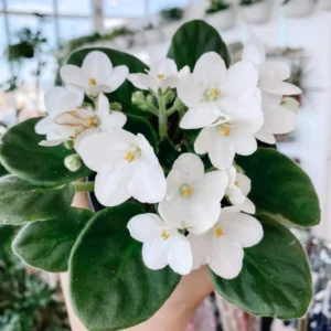 African Violet Live Plant – White Flower Houseplant – 4 Inch Pot – Indoor - Image 3