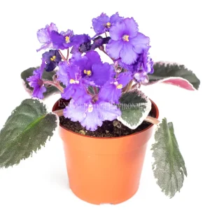 African Violet Variegated Live Plant - 4 inch Pot - Saintpaulia Houseplant - Image 2
