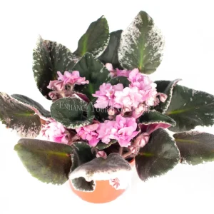 African Violet Variegated Live Plant - 4 inch Pot - Saintpaulia Houseplant - Image 3