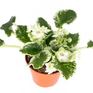 African Violet Variegated Live Plant - 4 inch Pot - Saintpaulia Houseplant - Image 5