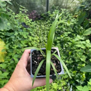 Agapanthus 'Stevie's Wonder' Blue Live Plant – 3.5