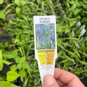 Agapanthus 'Stevie's Wonder' Blue Live Plant – 3.5