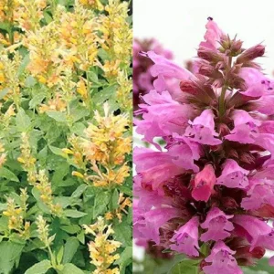 Agastache Hummingbird Mint Live Plant - Perennial Hyssop Starter - Image 10