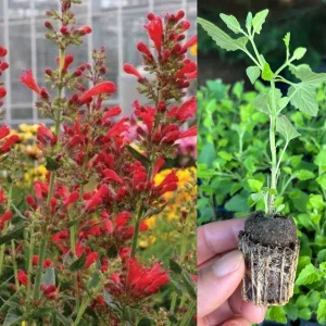Agastache Hummingbird Mint Live Plant - Perennial Hyssop Starter - Image 2