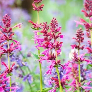 Agastache Hummingbird Mint Live Plant - Perennial Hyssop Starter - Image 1