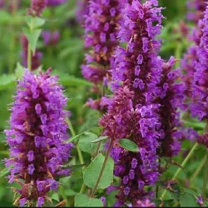Agastache Hummingbird Mint Live Plant - Perennial Hyssop Starter - Image 4