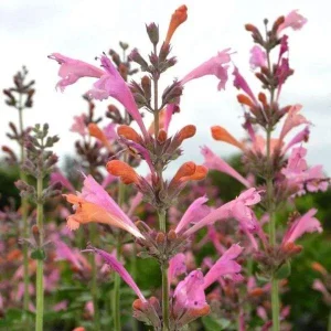 Agastache Hummingbird Mint Live Plant - Perennial Hyssop Starter - Image 9