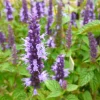 Agastache Live Plant - Hummingbird Mint - Hyssop Starter - Perennial for Pollinator Gardens - Image 1