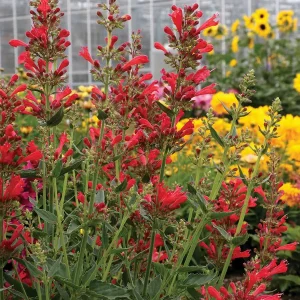 Agastache Live Plant - Hummingbird Mint - Hyssop Starter - Perennial for Pollinator Gardens - Image 3