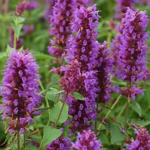 Agastache Live Plant - Hummingbird Mint - Hyssop Starter - Perennial for Pollinator Gardens - Image 5