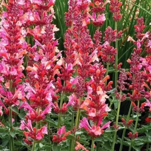 Agastache Morello Live Plant - 3-6
