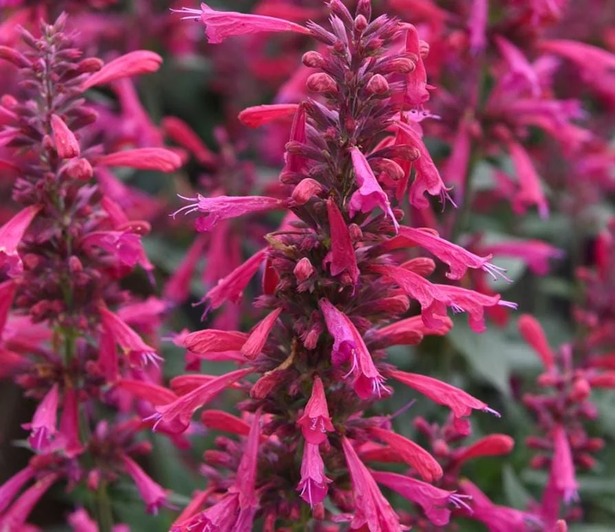 Agastache Morello Live Plant - 3-6" Tall Plug - Hummingbird Mint Perennial - Deep Red Blooms - Image 3