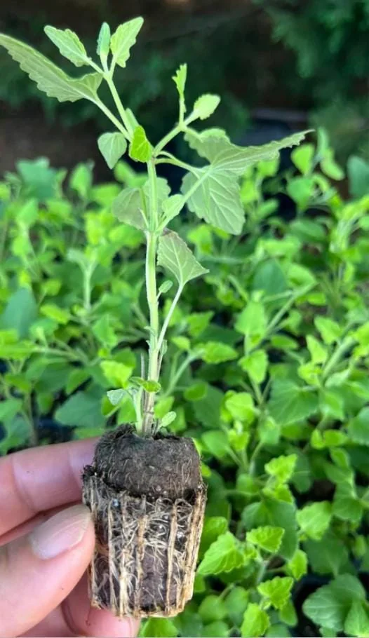 Agastache Morello Live Plant - 3-6" Tall Plug - Hummingbird Mint Perennial - Deep Red Blooms - Image 4