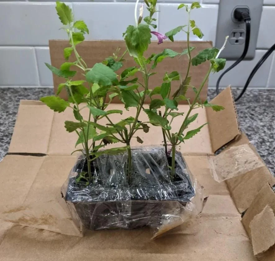 Agastache Morello Live Plant - 3-6" Tall Plug - Hummingbird Mint Perennial - Deep Red Blooms - Image 5