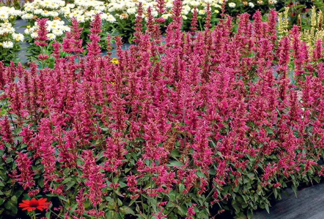 Agastache Morello Live Plant - 3-6" Tall Plug - Hummingbird Mint Perennial - Deep Red Blooms - Image 1