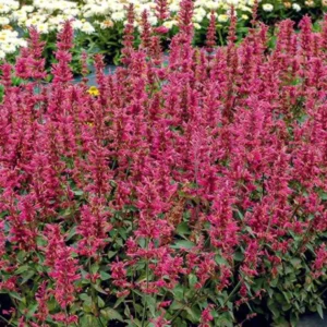 Agastache Morello Live Plant - Set of 2 Hummingbird Mint Perennials, 3-6