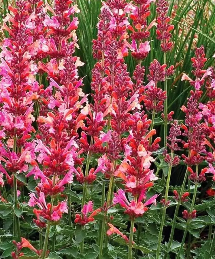 Agastache Morello Live Plant - Set of 2 Hummingbird Mint Perennials, 3-6" Tall Plug, Deep Red Blooms, Zones 5-10 - Image 3