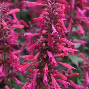 Agastache Morello Live Plant - Set of 2 Hummingbird Mint Perennials, 3-6" Tall Plug, Deep Red Blooms, Zones 5-10 - Image 1