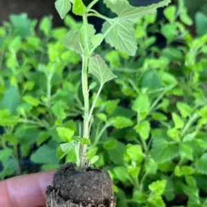 Agastache Morello Live Plant - Set of 2 Hummingbird Mint Perennials, 3-6