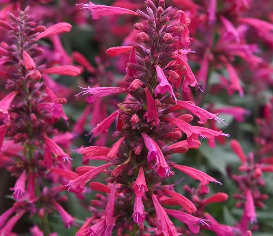 Agastache Morello Live Plant - Set of 2 Hummingbird Mint Perennials, 3-6" Tall Plug, Deep Red Blooms, Zones 5-10 - Image 1