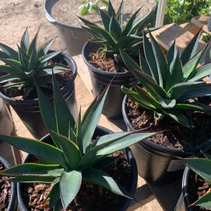 Agave Blue Glow Live Plant – 4 to 6 Inch Succulent in 1 Gallon Pot - Image 1