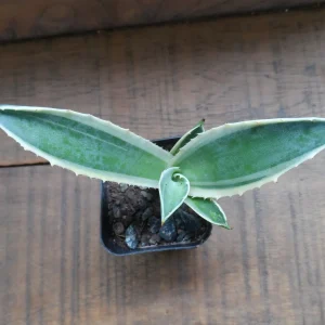Agave Live Plant – Green & White Variegated – 3 inch Pot – Easy Care Succulent - Image 2
