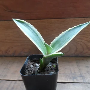 Agave Live Plant – Green & White Variegated – 3 inch Pot – Easy Care Succulent - Image 3
