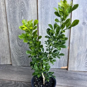 Aglaia Odorata Live Plant - Chinese Perfume Tree, Rice Flower in 4 or 6 inch Pot - Image 4