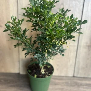 Aglaia Odorata Live Plant - Chinese Perfume Tree, Rice Flower in 4 or 6 inch Pot - Image 7