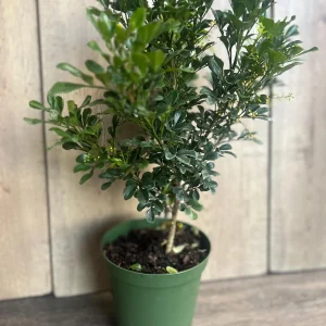 Aglaia Odorata Live Plant - Chinese Perfume Tree, Rice Flower in 4 or 6 inch Pot - Image 9