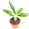 Aglaonema Chinese Evergreen Live Plant – 4 inch Pot – Indoor - Image 1