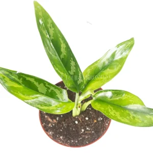 Aglaonema Chinese Evergreen Live Plant – 4 inch Pot – Indoor - Image 2