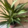 Aglaonema Cutlass Live Plant – 6" Pot Chinese Evergreen – Easy-Care Indoor Houseplant - Image 1