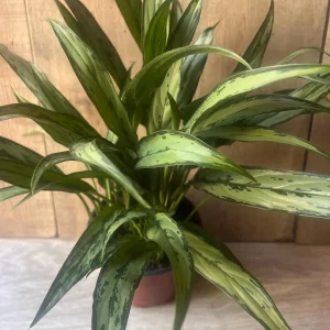 Aglaonema Cutlass Live Plant – 6