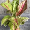 Aglaonema Golden Fluorite Live Plant – 6 Inch Pot – Indoor Air Purifying Plant - Image 1