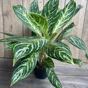 Aglaonema Golden Madonna Live Plant - Chinese Evergreen in 6 inch Pot - Image 1