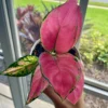 Aglaonema Lucky Red Live Plant – 2 inch Pot – Vibrant Indoor Houseplant - Image 1