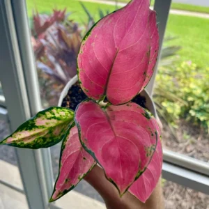 Aglaonema Lucky Red Live Plant – 2 inch Pot – Vibrant Indoor Houseplant - Image 1