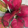 Aglaonema Lucky Red Live Plant – 6 inch Pot – Vibrant Red & Pink Indoor Houseplant - Image 1