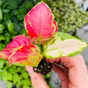 Aglaonema Lucky Red Live Plant – Chinese Evergreen Starter Plant Indoor - Image 2