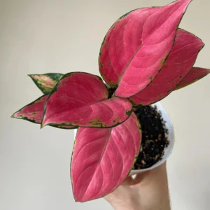 Aglaonema Lucky Red Live Plant – Chinese Evergreen Starter Plant Indoor - Image 1