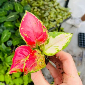Aglaonema Lucky Red Live Plant – Chinese Evergreen Starter Plant Indoor - Image 5