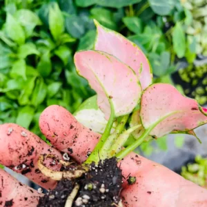 Aglaonema Lucky Red Live Plant – Chinese Evergreen Starter Plant Indoor - Image 7