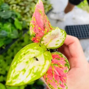 Aglaonema Lucky Red Live Plant – Chinese Evergreen Starter Plant Indoor - Image 8