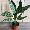 Aglaonema Maria Live Plant - Chinese Evergreen, 4-inch Pot, Indoor - Image 1
