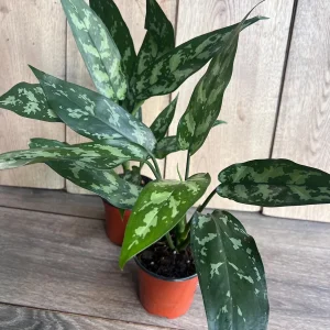 Aglaonema Maria Live Plant - Chinese Evergreen, 4 inch Pot, Indoor - Image 2