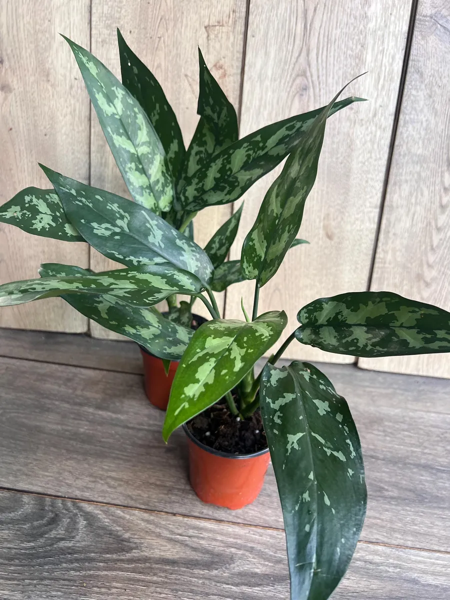 Aglaonema Maria Live Plant - Chinese Evergreen, 4 inch Pot, Indoor - Image 2